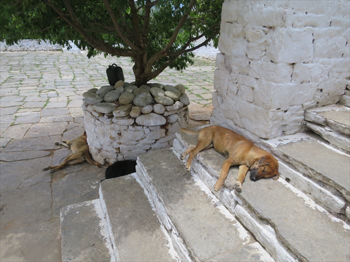 パロ・ゾンで眠る犬
