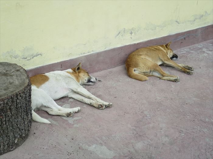 寝ている犬たち