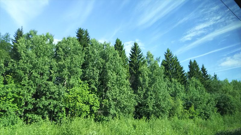 夏のフィンランドの森