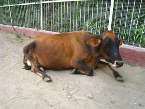 バラナシの牛