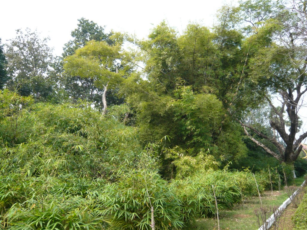 竹林精舎の竹