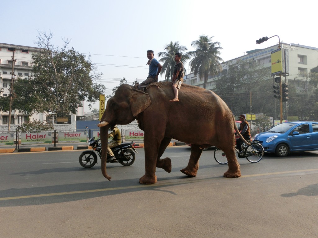 街中を歩く象