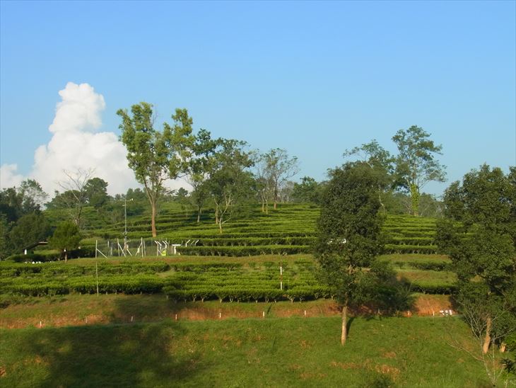 チェラプンジへの道中の茶畑