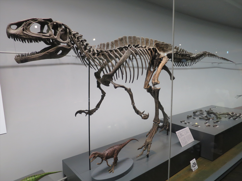 フクイラプトルの骨格模型