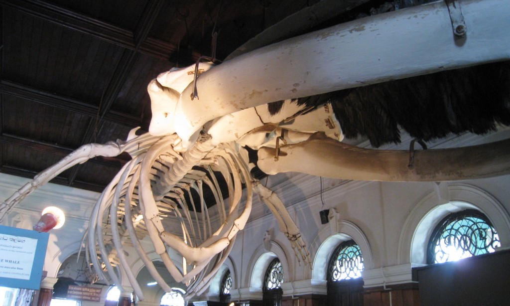 コロンボの国立博物館　鯨の骨格