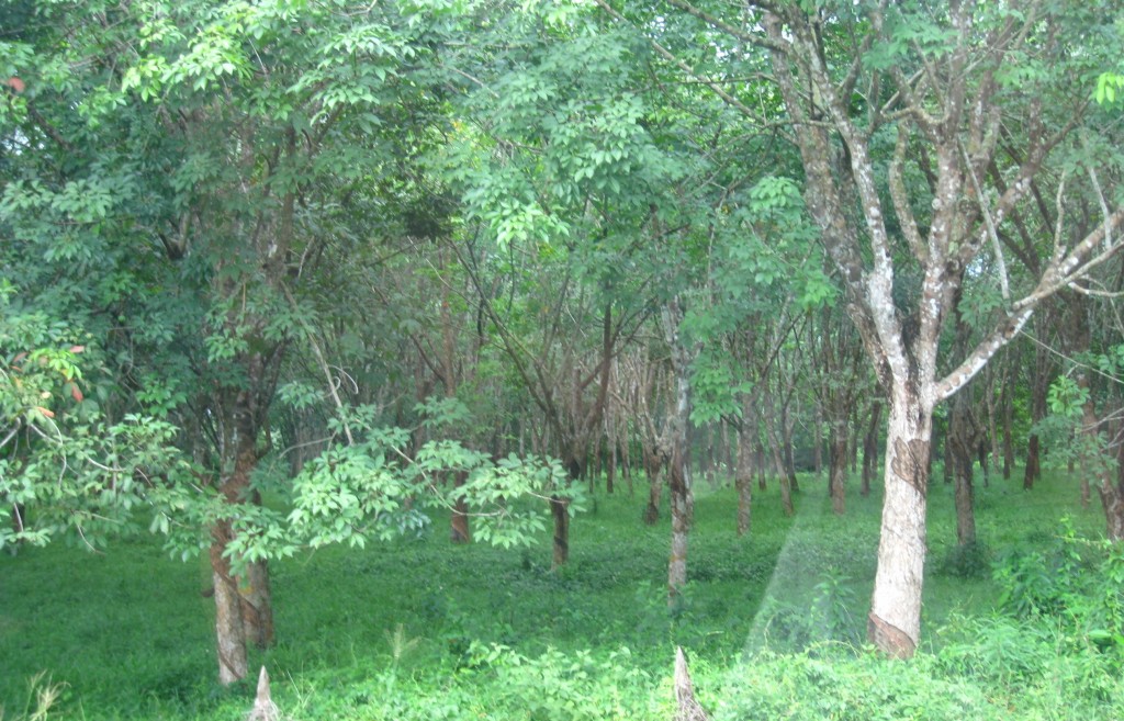 内陸部の密林