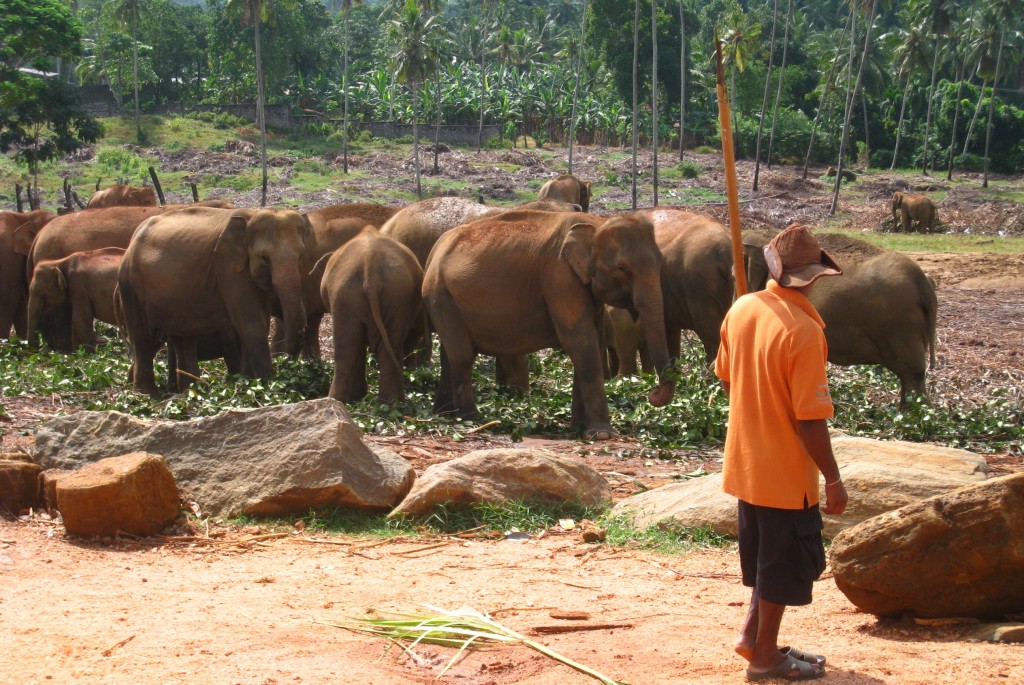 長い棒を持った　象の孤児院のスタッフ