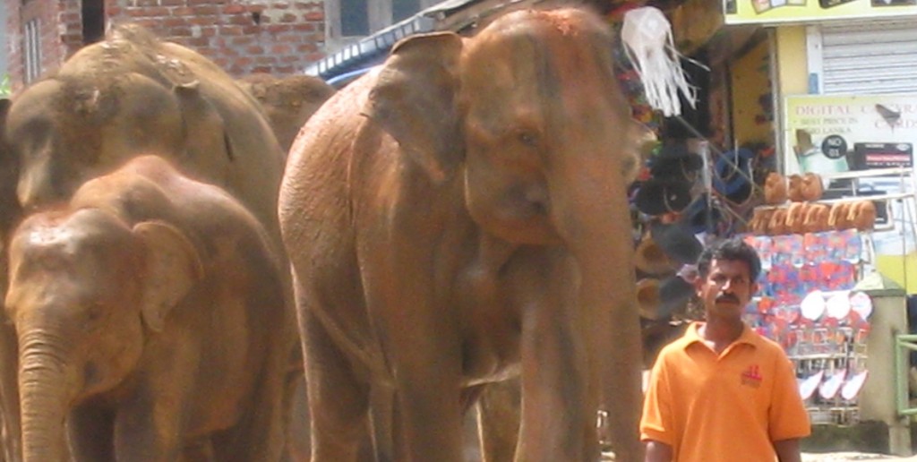 象使いに先導された象の大行進