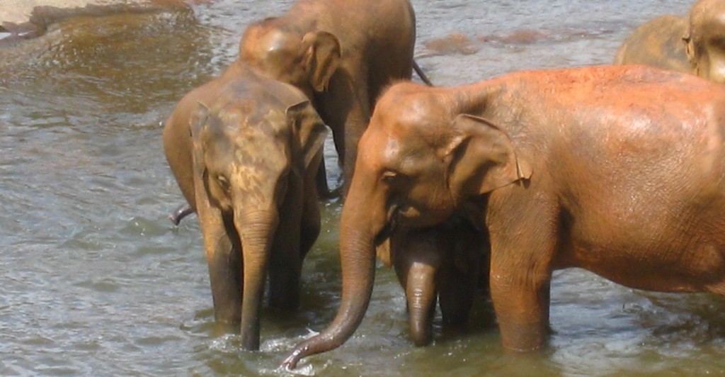 川の中で遊ぶ象たち
