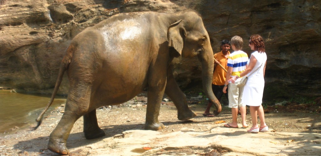 象と触れ合う機会も　象の孤児院