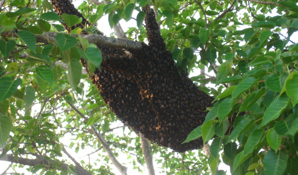 シギリヤロックの蜂の巣