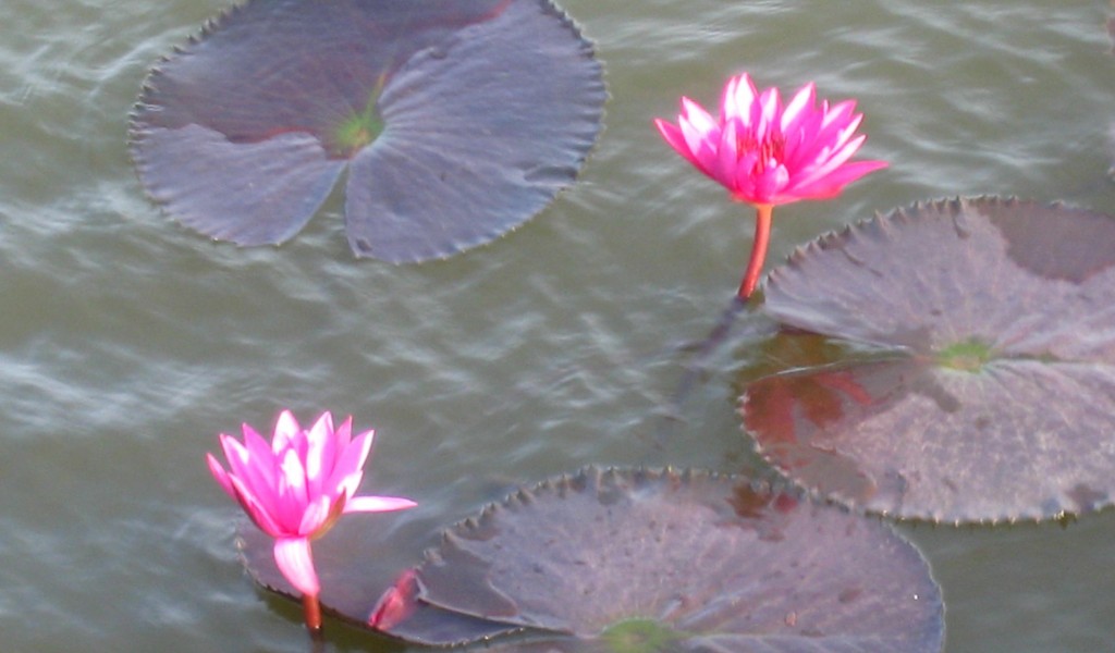 ジェットウイング・ヴィルウヤナの蓮の花