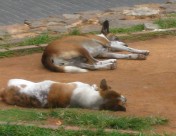 眠る犬たち