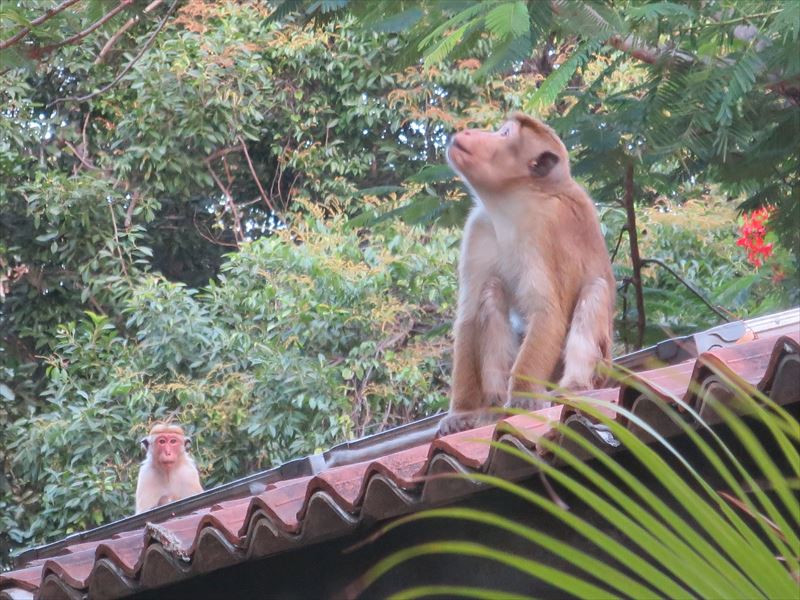 屋根の上の猿