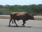 道路を歩く牛