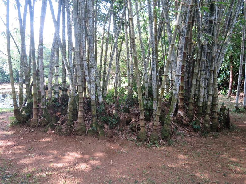 ルヌガンガの竹