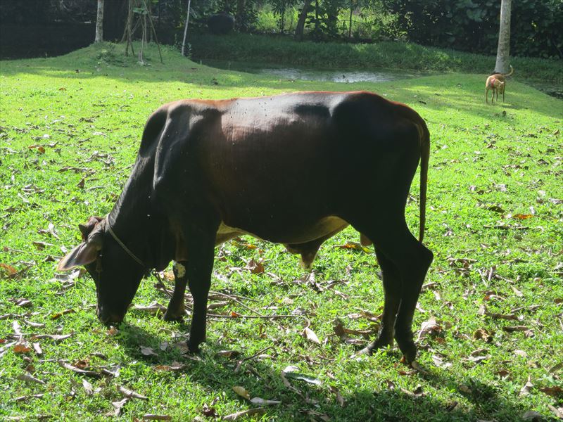 ルヌガンガの牛