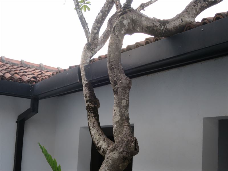 アバニ・ベントータの木