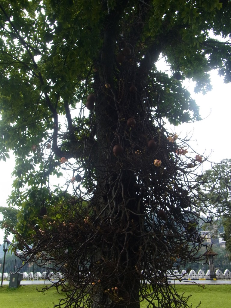 スリランカの寄生樹