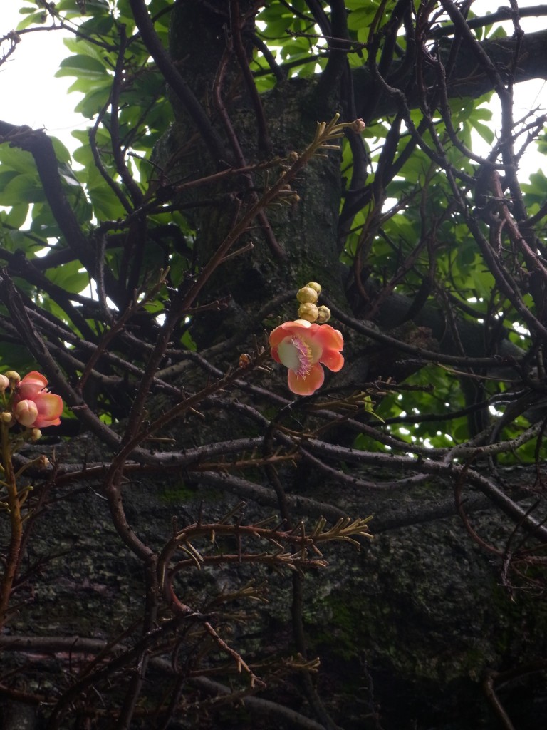スリランカの寄生樹