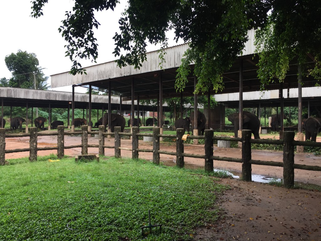 ピンナワラ象の孤児院